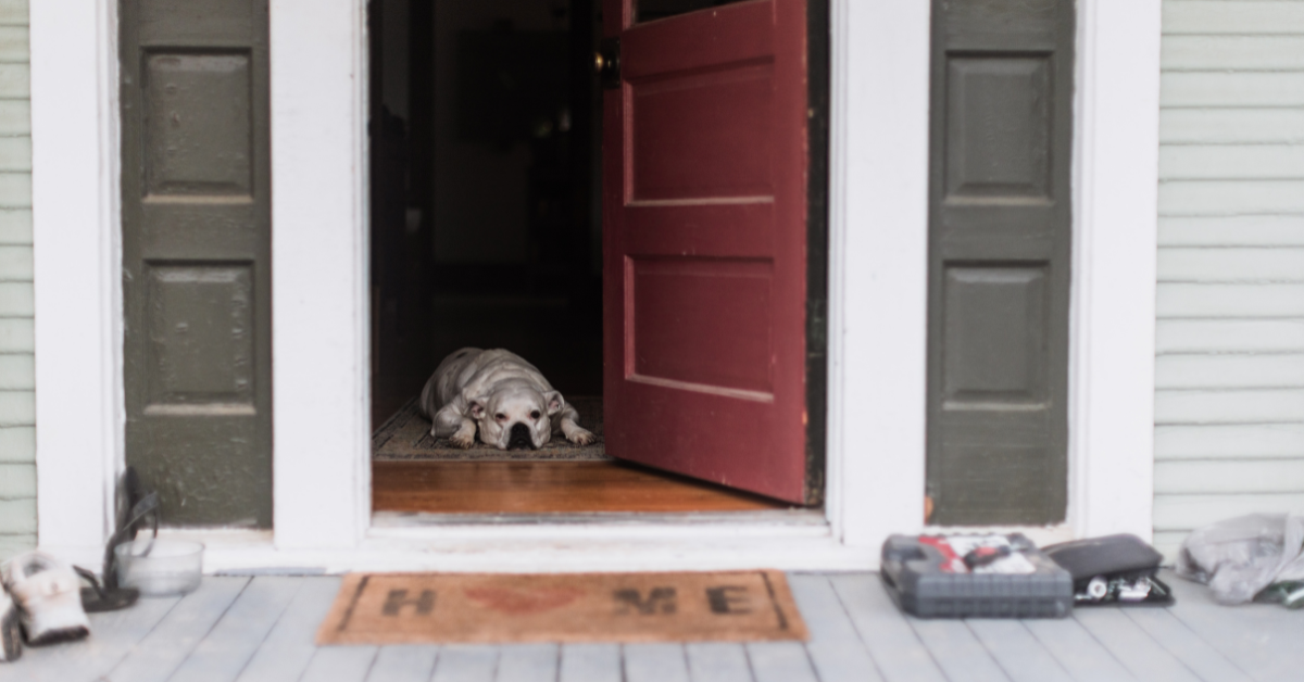 White dog lying calmly just inside an open red door, demonstrating safe behavior by waiting instead of rushing outside.