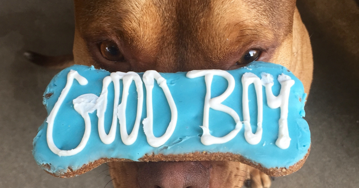 Dog balancing a blue bone-shaped treat labeled ‘Good Boy’ — reward for good manners and training.
